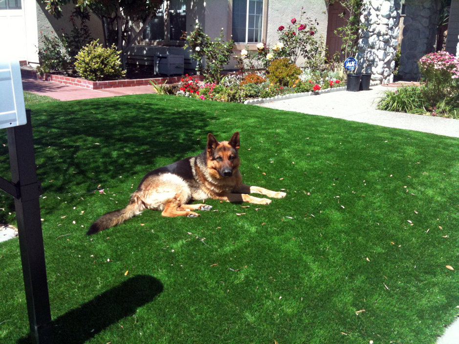 Fake Lawn Brandonville, Pennsylvania Dogs, Front Yard Landscaping Ideas