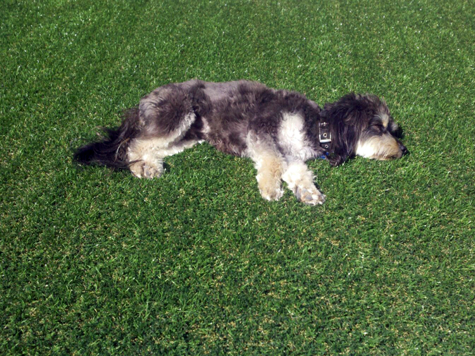 Fake Turf Sheatown, Pennsylvania Dog Park, Grass for Dogs