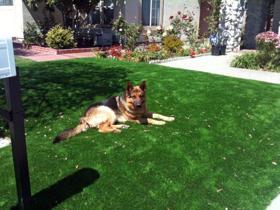 Artificial Grass Photos: Fake Lawn Brandonville, Pennsylvania Dogs, Front Yard Landscaping Ideas