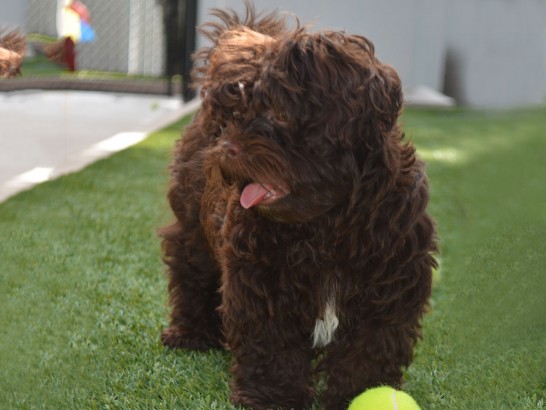 Artificial Grass Photos: Fake Turf Phoenixville, Pennsylvania Dog Pound, Dogs Park