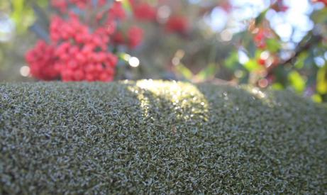 Putting Green Grass