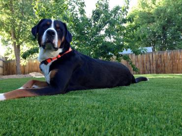 Artificial Grass Photos: Grass Carpet Village Shires, Pennsylvania Design Ideas,  Dog Kennels