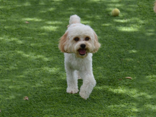 Artificial Grass Photos: Synthetic Lawn Newtown Grant, Pennsylvania,  Dog Kennels