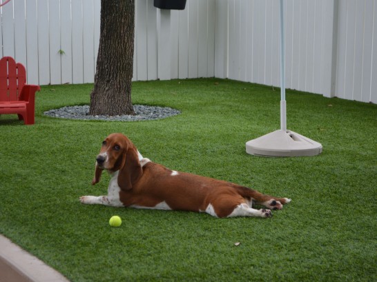 Artificial Grass Photos: Synthetic Lawn Spring Mount, Pennsylvania Indoor Dog Park, Dogs