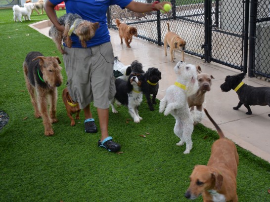 Artificial Grass Photos: Synthetic Lawn Tullytown, Pennsylvania Watch Dogs,  Dog Kennels