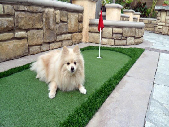 Artificial Grass Photos: Synthetic Turf Supplier Bridgeport, Pennsylvania Backyard Deck Ideas, Dogs