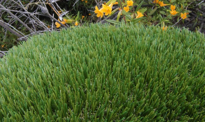 V Blade-77 syntheticgrass Artificial Grass Philadelphia Pennsylvania