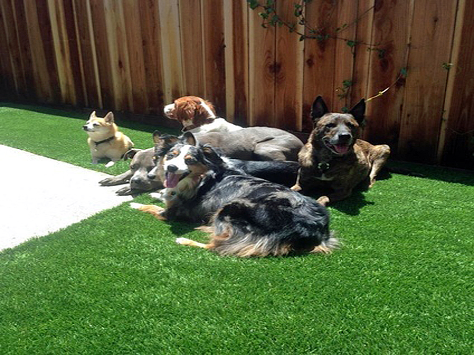 Synthetic Grass Bristol, Pennsylvania Landscaping, Backyard Ideas