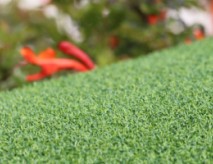 Putting Green Turf