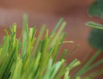 Fake Turf Grass