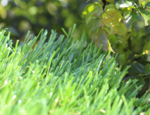 Wholesale Synthetic Grass