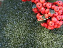 Putting Green Artificial Grass