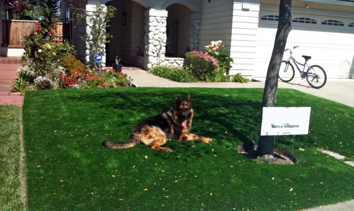 Pet Grass, Artificial Grass For Dogs in Philadelphia
